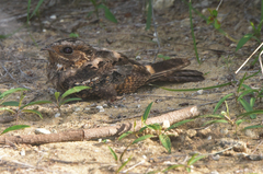 Caprimulgus madagascariensis