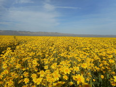 Monolopia lanceolata