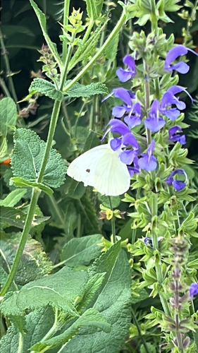 Small White