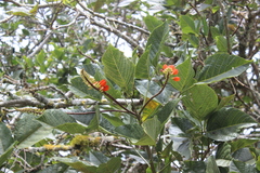 Erythrina edulis