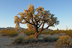Cylindropuntia fulgida