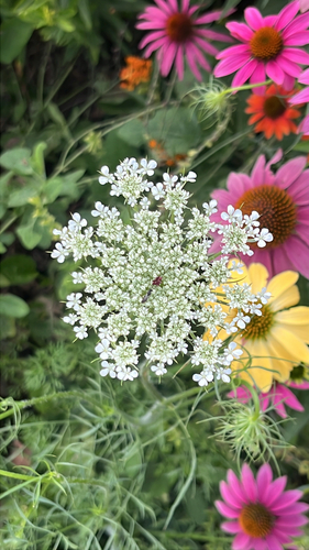wild carrot