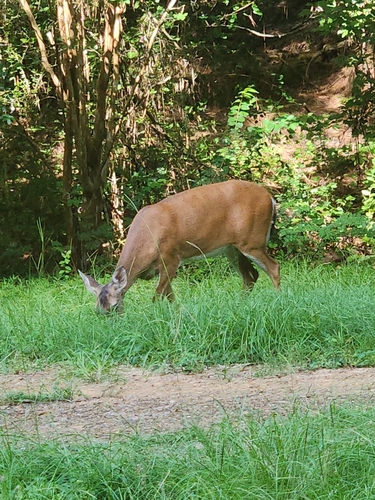 White-tailed Deer