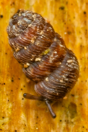 Phenacharopa novoseelandica, 2026-07-18