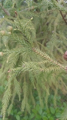 Cryptomeria