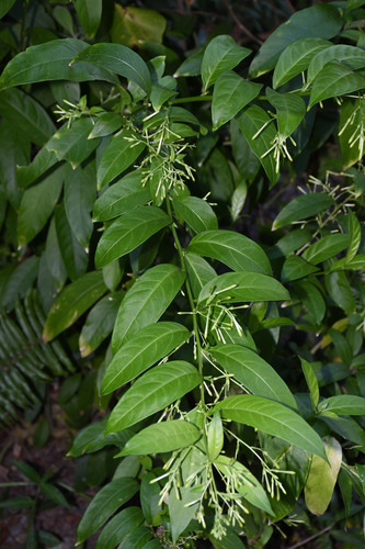 Cestrum nocturnum observed 2025-08-05