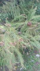 Cryptomeria
