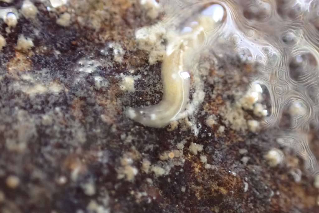 Ectoplaninae
