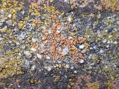Polycauliona luteominia