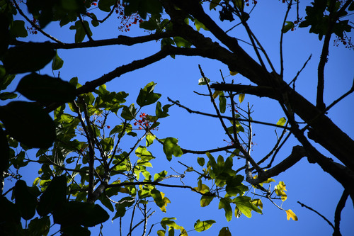 Brachychiton acerifolius observed 2025-08-05