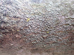 Lecanora confusa