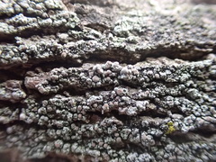Lecanora confusa