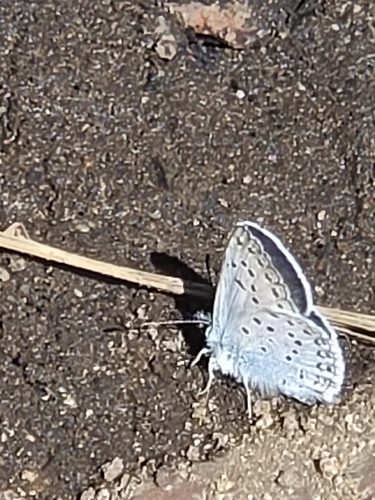 iNaturalist observation photo of Greenish Blue