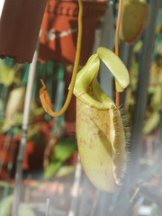 Nepenthes bellii