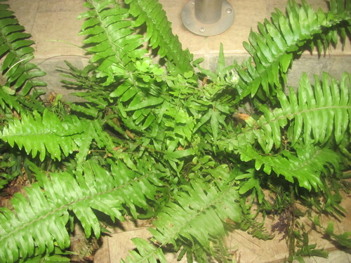 Nephrolepis biserrata