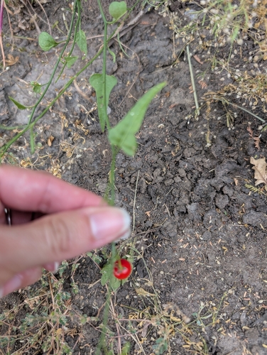 Texas nightshade