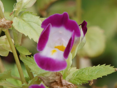 Torenia fournieri