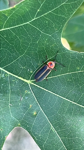 Common Eastern Firefly