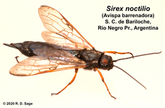 Sirex noctilio