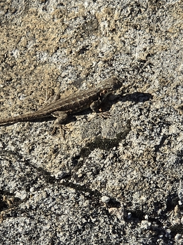 iNaturalist observation photo of Common Sagebrush Lizard