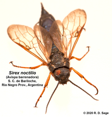 Sirex noctilio