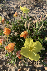 Oenothera lavandulifolia