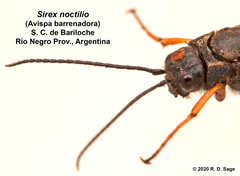 Sirex noctilio