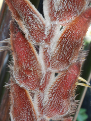 Heliconia vellerigera