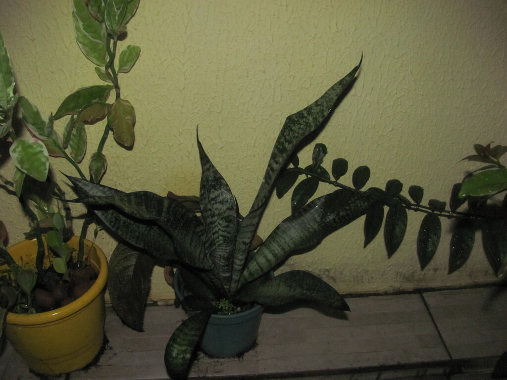 Snake Plant