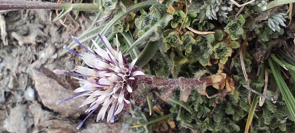 Jasione crispa; photograph (c) Santiago Martín-Bravo, some rights reserved (CC BY)