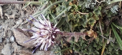 Jasione crispa