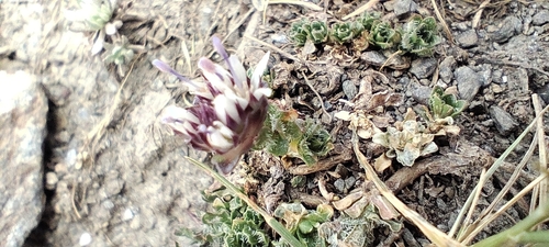 Jasione crispa, photograph 1