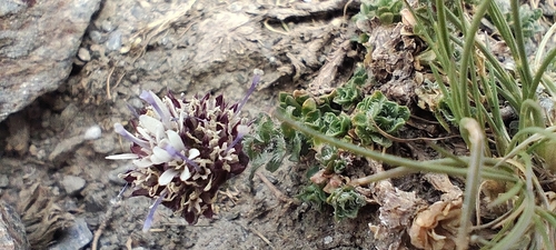 Jasione crispa, photograph 2