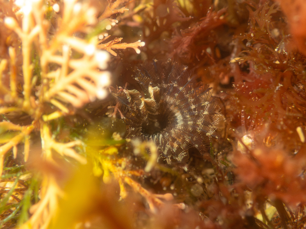 Acromegalomma coloratum