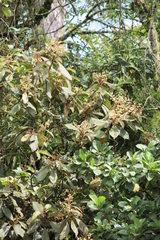 Saurauia ursina