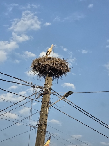 European White Stork