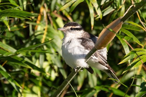 Polynesian Triller (Lalage maculosa), photo 4