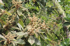 Saurauia ursina