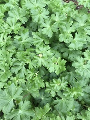 Geranium lucidum