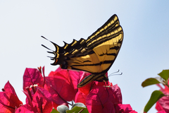 Papilio multicaudata