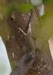 Sceloporus grammicus