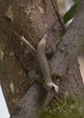Sceloporus grammicus