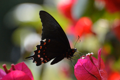 Heraclides rogeri pharnaces