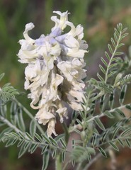 Sophora nuttalliana