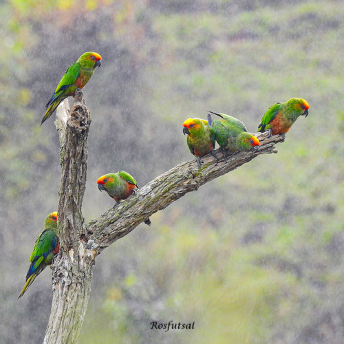 Golden-capped Parakeet