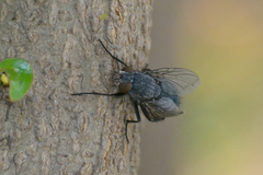 Diptera