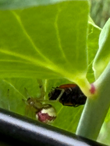 Enoplognatha ovata