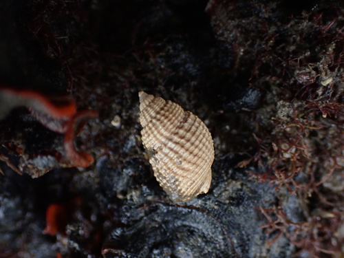 Nassarius perpinguis, 2026-07-18