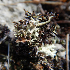 Xanthoparmelia chlorochroa