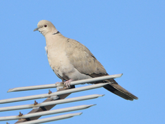 Streptopelia decaocto